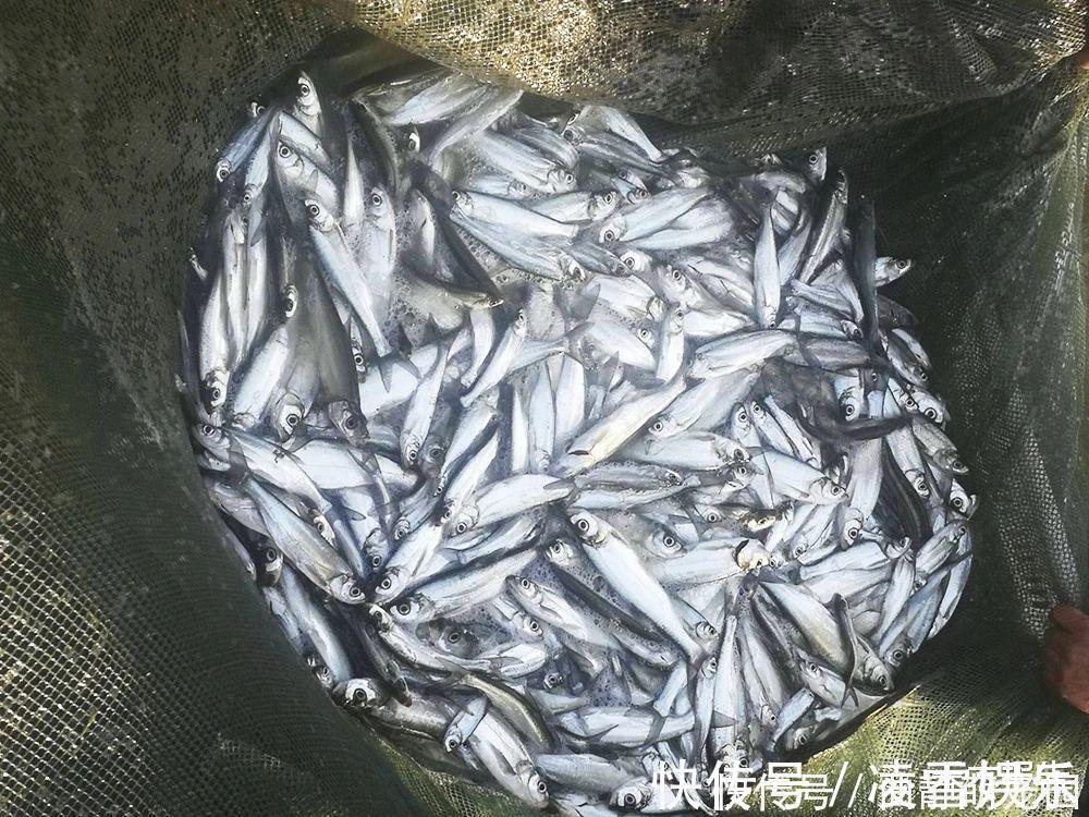 过去被称为“水中一害”,离水即死很难养活,如今晒干30元一斤