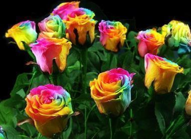 喜欢菊花，不妨养盆“稀有玫瑰”彩虹玫瑰，娇艳如彩虹，难得一见