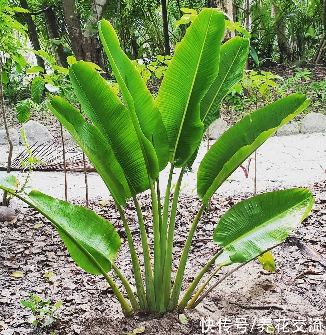 花朵和鹤望兰极其相似的旅人蕉,常被做成仿真花,极具热带风情