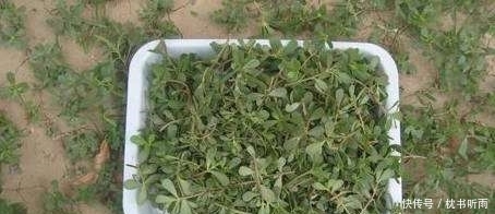 包水饺|这种城里人特意下乡挖的野菜,在农村竟是用来喂猪的