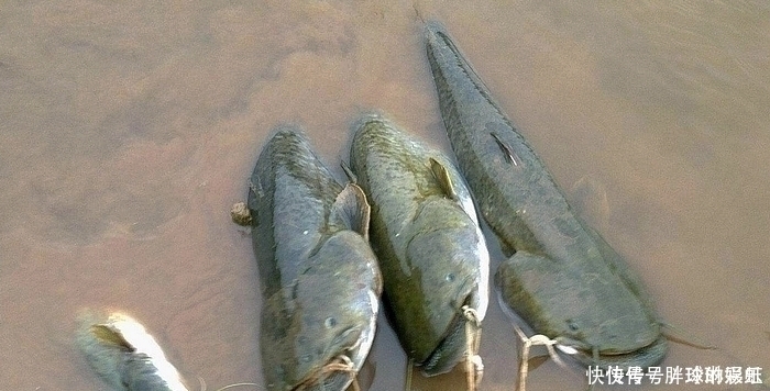 被“误会”最深的鱼，1斤4元无人吃，却比鲤鱼好吃比鲫鱼营养