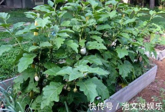 犯愁养花还是种菜别选了,种植8种蔬菜盆栽看着五颜六色