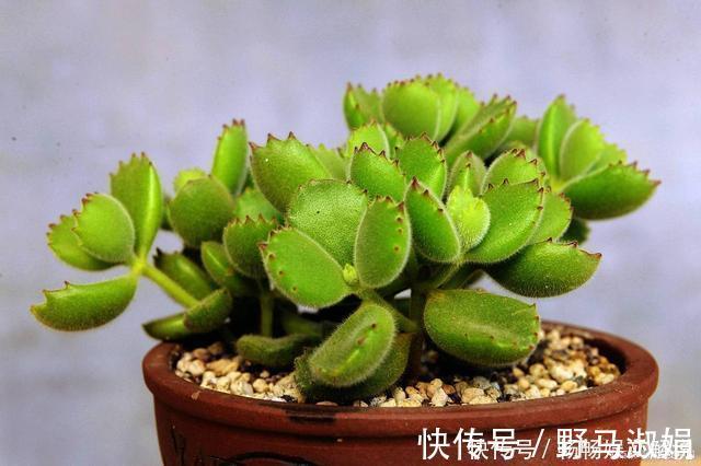 沙漠玫瑰|这些多肉很好养,容易养成“树”,还特别容易爆侧芽
