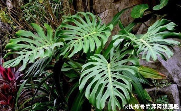 君子兰喜肥|懂花的人只养“3种花”,有“旺财”的寓意,摆在客厅最合适!