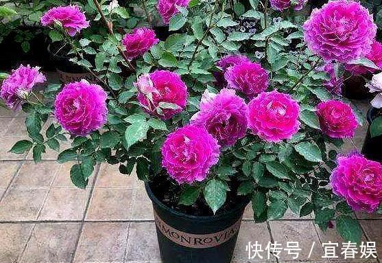 此花耐热耐旱,花色艳红,香气四溢,四季开花,誉为开花战斗机