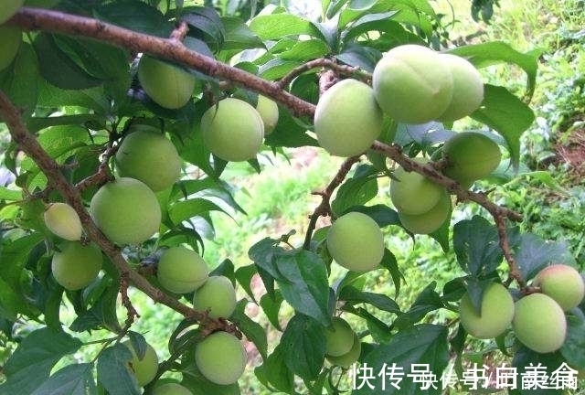 有机酸|女性睡觉前当零食吃几颗，淡化色斑，减少皱纹，皮肤更加细嫩光滑