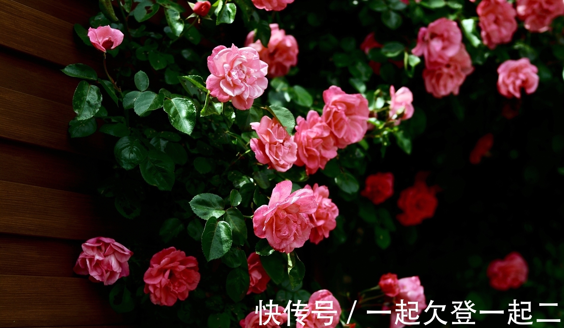 花苞|月季越养越差?满足2个“爱好”!不生病、长得快,来年开花还多