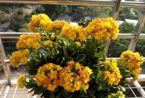 天气一天天转暖，几种花卉养护要注意，不能浇太多水，会出问题