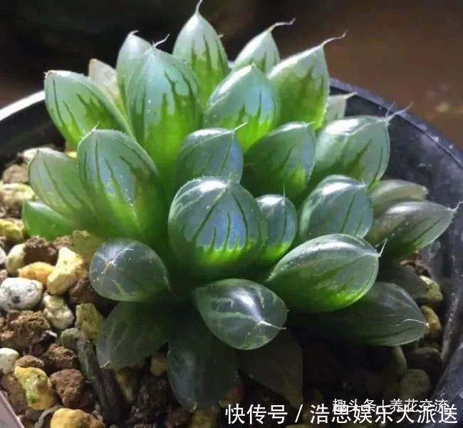 盆栽|10种长相很怪异的盆栽植物，都很适合养在花盆里