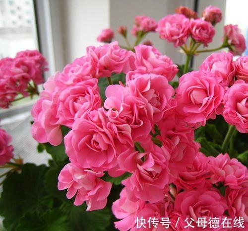 如果家里只能养一种花,那就是它,花开四季,花多爆盆