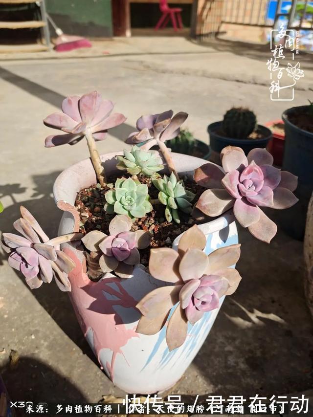 唯有植物,我的人生才不孤独!