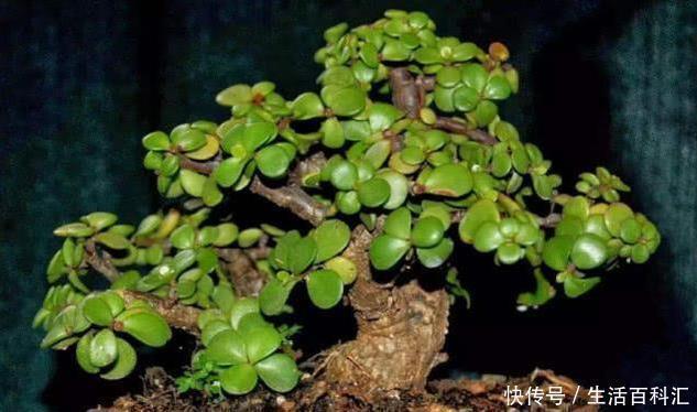 养金枝玉叶,一个小技巧,盆栽变成漂亮盆景,叶绿枝多姿态优美