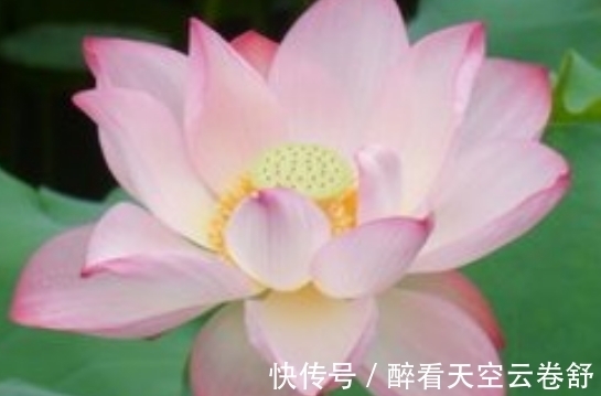 桃花朵朵|未来一个月,4属相机遇不断,桃花朵朵,喜事接二连三