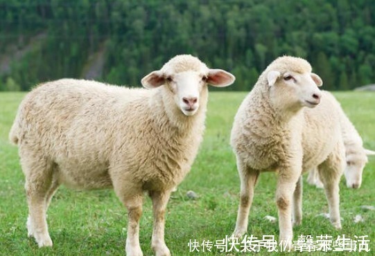 买羊肉,前腿好还是后腿好?口感大不同,记住2点,买对了才好吃