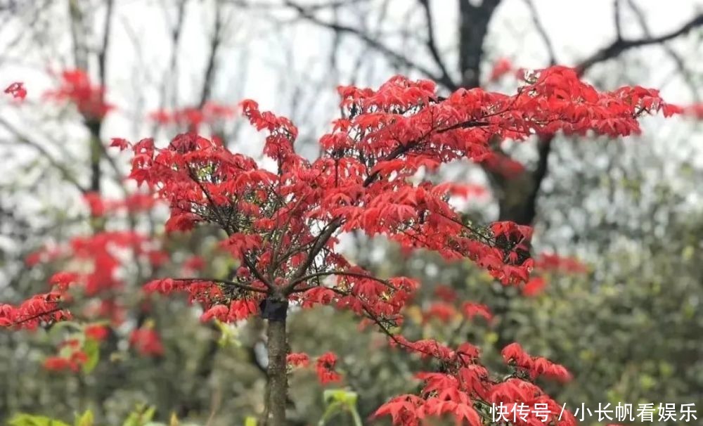 猫儿山|【免费门票】猫儿山又红了！人少景美还免费，来这就够了