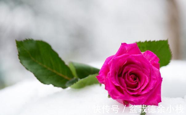 34种常见花草耐冻极限温度,哪些该搬到室内养,一清二楚