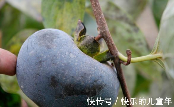 雌激素|别看它长得丑,却是天然“雌激素”,30岁后女人要多吃,延缓衰老