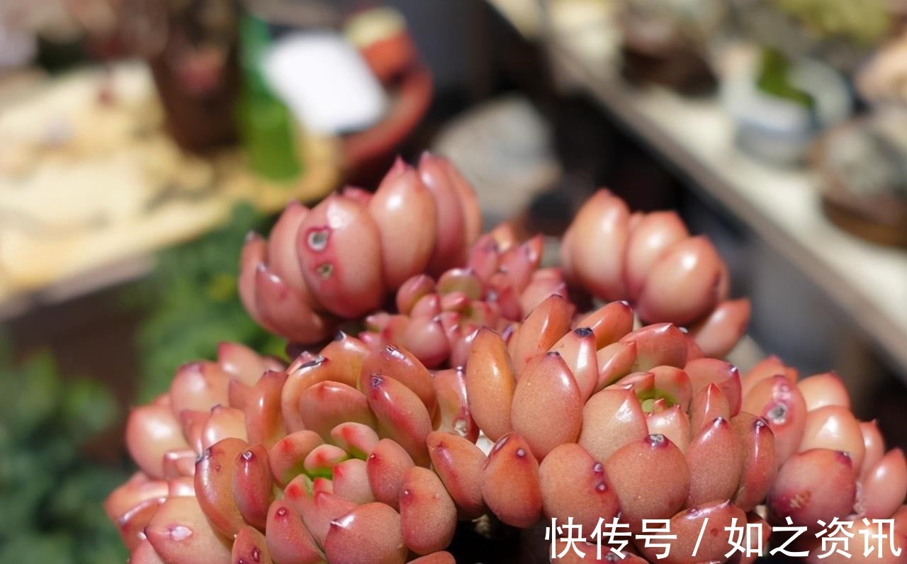 夏天养多肉,防晒并不是最重要的,做好这4件事就能少收空盆