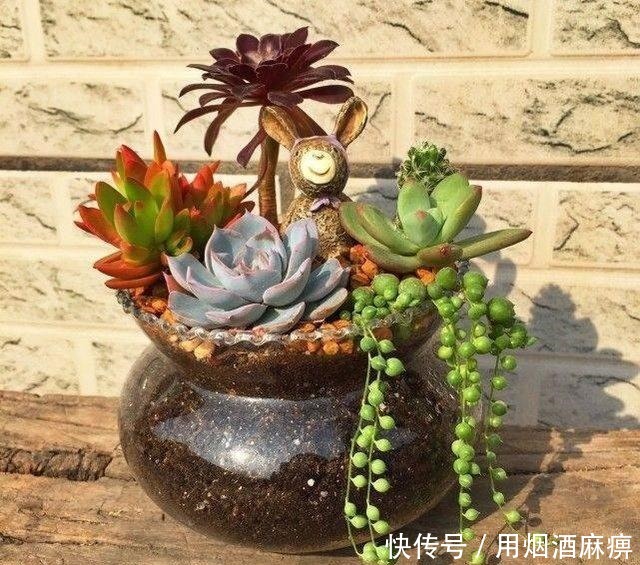 厉害了! 4种能养出瀑布形状的多肉植物！