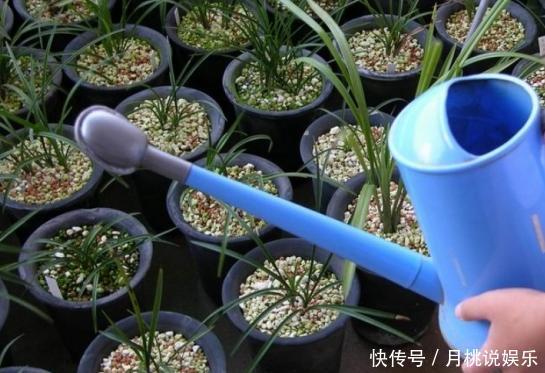 兰花|兰花长成“吊兰”,光长叶子不开花,绕开4个坑,开出极品好兰花