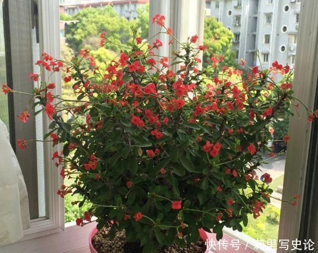 开一辆奔驰车,偷人家一盆虎刺梅,拘留所里呆7天,太丢人了