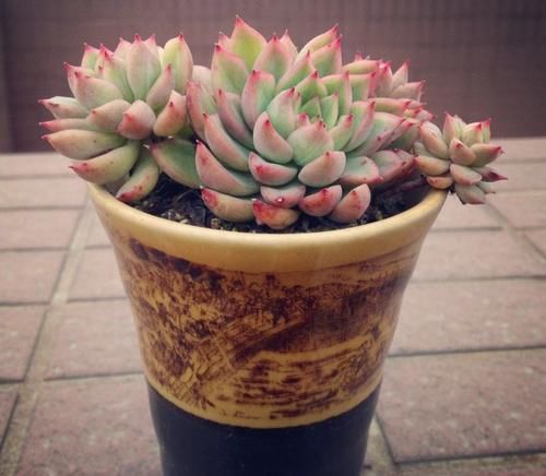 三月份养女雏，做好“1翻2扦3养”，一盆变多盆，盆盆都漂亮