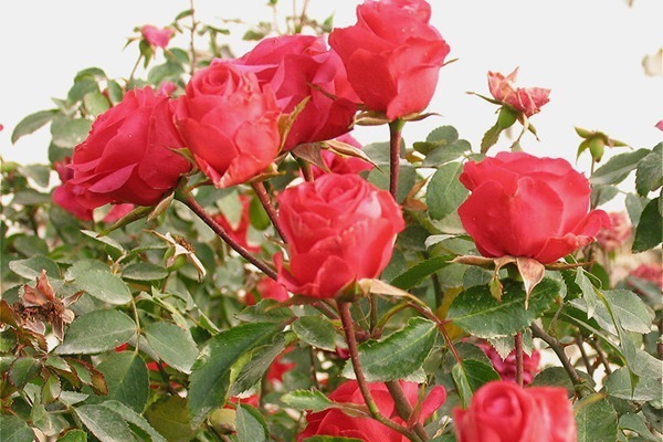 喜欢菊花,不如养盆“玫瑰精品”赫尔恩,花开艳丽,非常好种植!