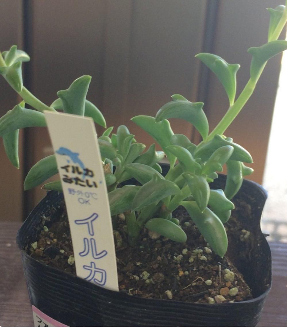 美丽的多肉植物美丽多彩的就像是来自另一个星球的产物