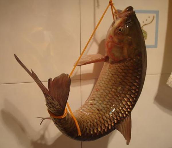 教你一种能让鱼离水活五天不死,并且不用水电、冰箱的法子