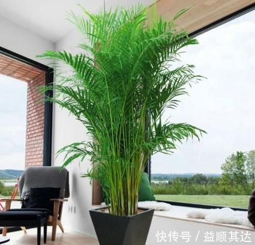 3种花养家里,福旺运旺财更旺,高大上档次,叶子油绿