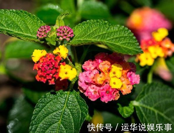喜欢菊花，不如养盆“玫瑰精品”卡罗拉，花开红艳似火，美艳优雅