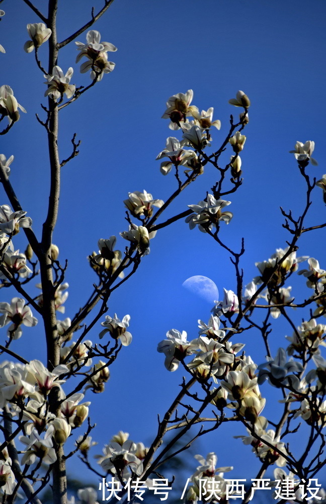 老年|新虹口花园的玉兰花开了【严建设】