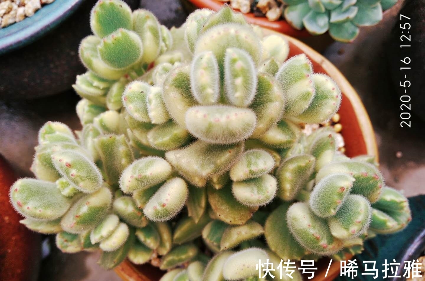 多肉白熊看起来养护难度颇高,但只要掌握方法,新手也可将它养好