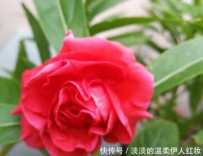 夏天最适合养4种花，花朵硕大、花香四溢飘满屋，美爆了