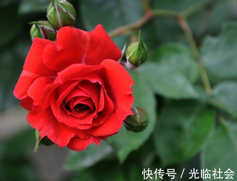 养花|“精品玫瑰”甜蜜,似糖果般甜蜜,含苞待放,可以说是养花必备