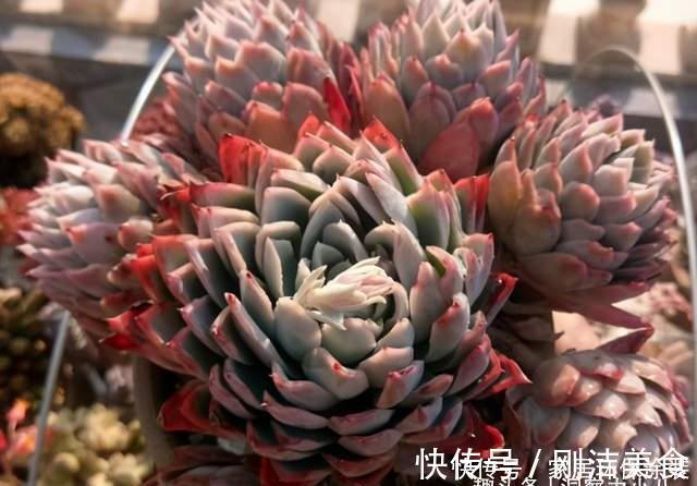 多肉冻成冰糖葫芦，三动作“快速化冻”不黑腐，缀成群头小老桩