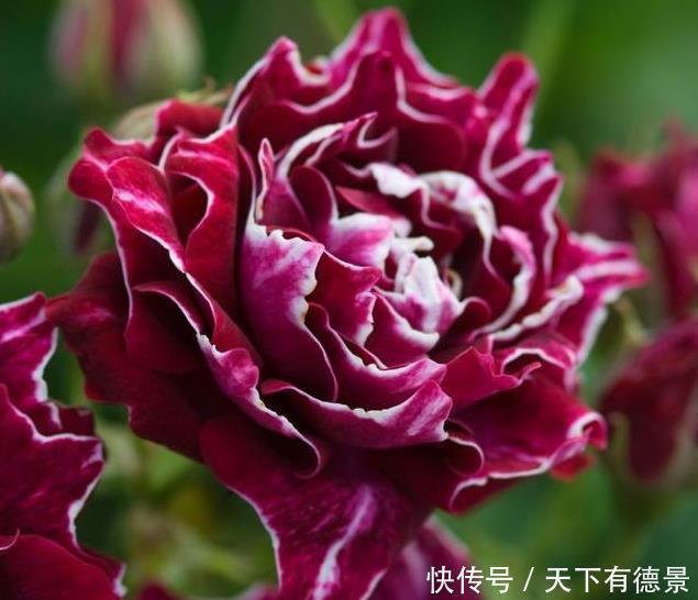 叶片|月季养不活？教你避开种死月季的五个陷阱，不走弯路做月季大神