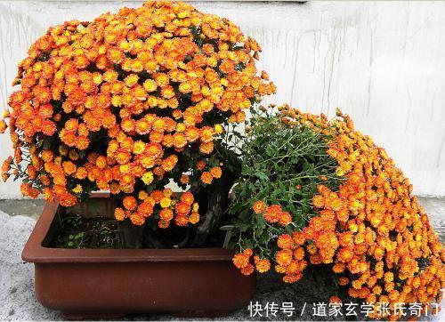 盆景风水有什么特点?