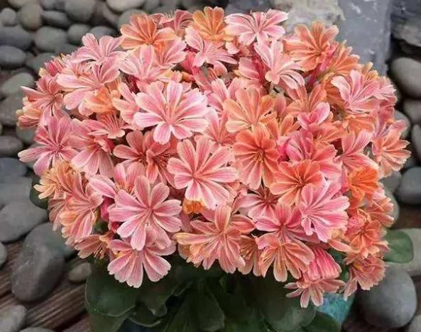 “露薇花”开花少、花色还不鲜艳,注意“4要点”,不久就变好