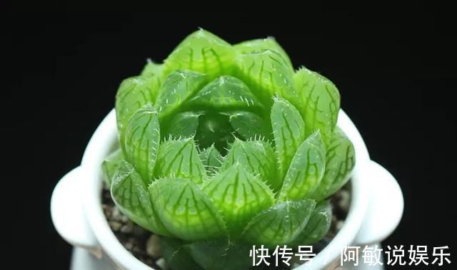 多肉|新手浇水切莫急,教你怎么判断浇水时间,也能养出美貌的萌多肉