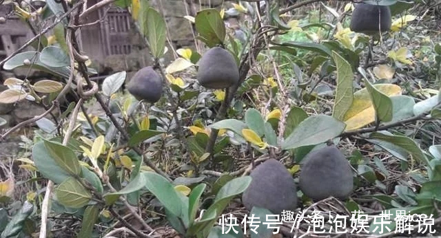 这东西，人称“鬼馒头”，维生素含量极高，野外遇见，切勿错过！