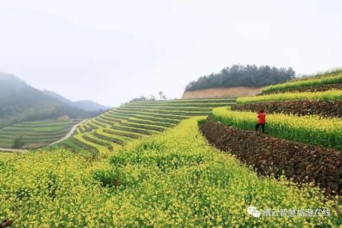 抓紧去打卡！缙云醉美的梯田式油菜花就在这儿！