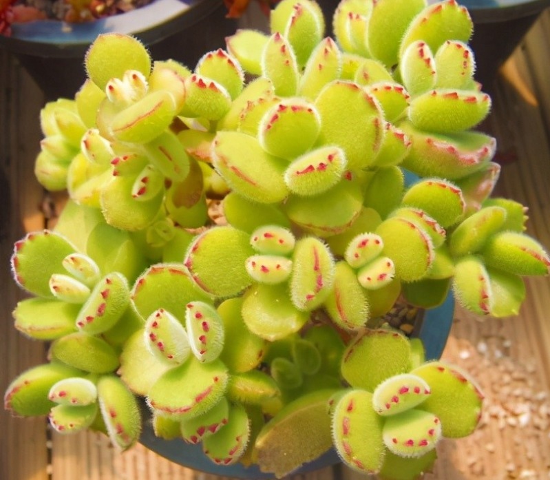 爪子|多肉植物红爪子,盆栽牢记3点,长得毛绒绒,肥美厚实