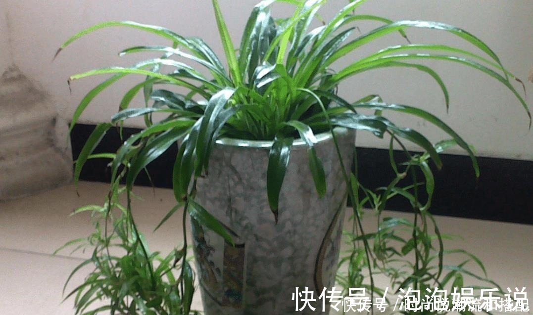 养花|客厅两个地方,万万别“养花”,养了也尽快搬走,别忽视