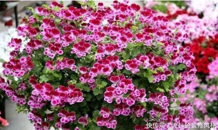 小花园|阳台养花就选4种，一开就是大半年，阳台一直都是“小花园”！