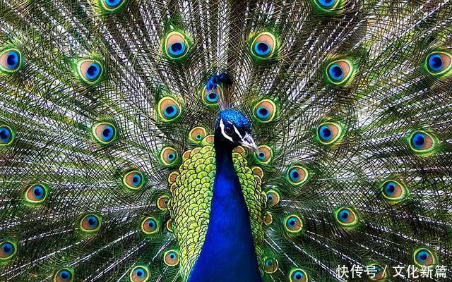 赏赐|单眼花翎、双眼花翎、三眼花翎:它们都会赏赐给哪些人