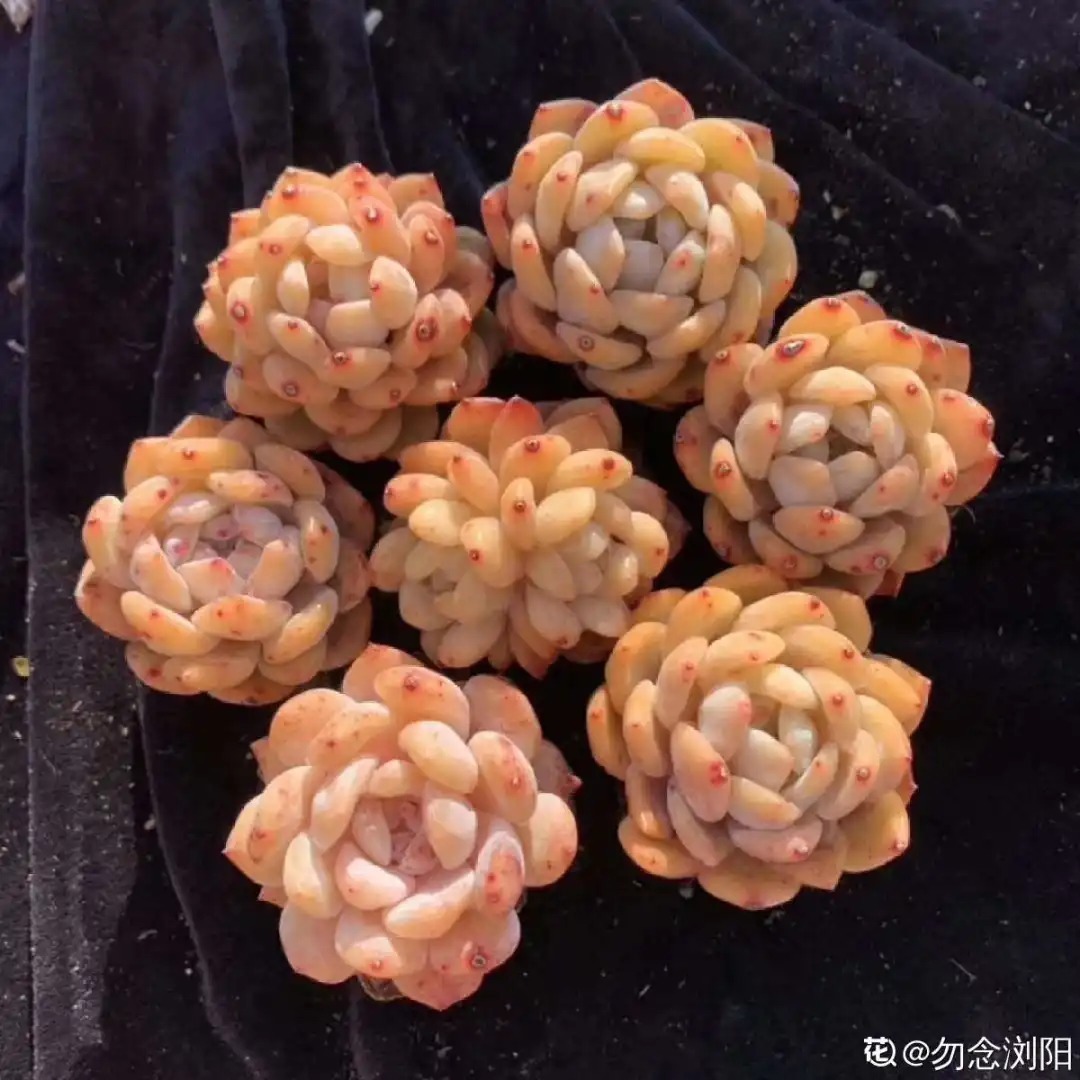 橙梦露|自从养了这8种多肉,我就没出过门,太“毒”了