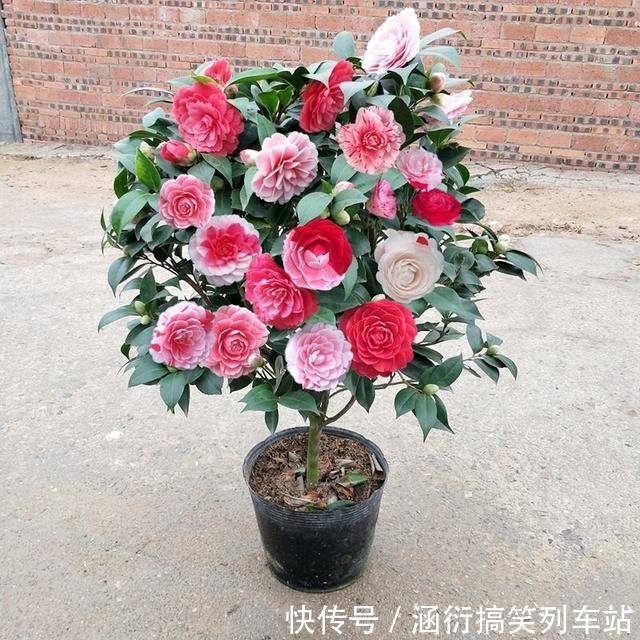 玉树|天气冷,六种花要“干养”,少水多晒才健壮,养成老桩更旺家