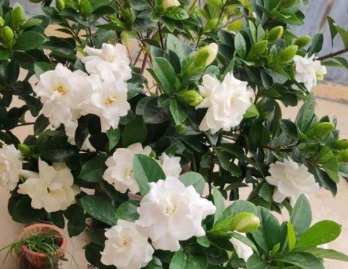 长势|9月养栀子花,牢记4个小技巧,新叶长满盆,还能再次开花