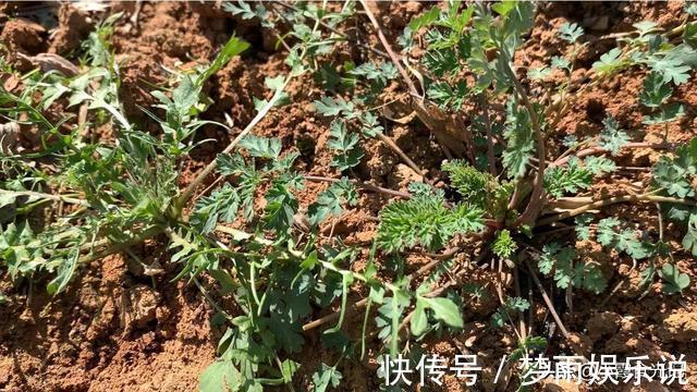 春风十里|挖错荠菜等于吃草,这些“假荠菜”你确定都认识吗